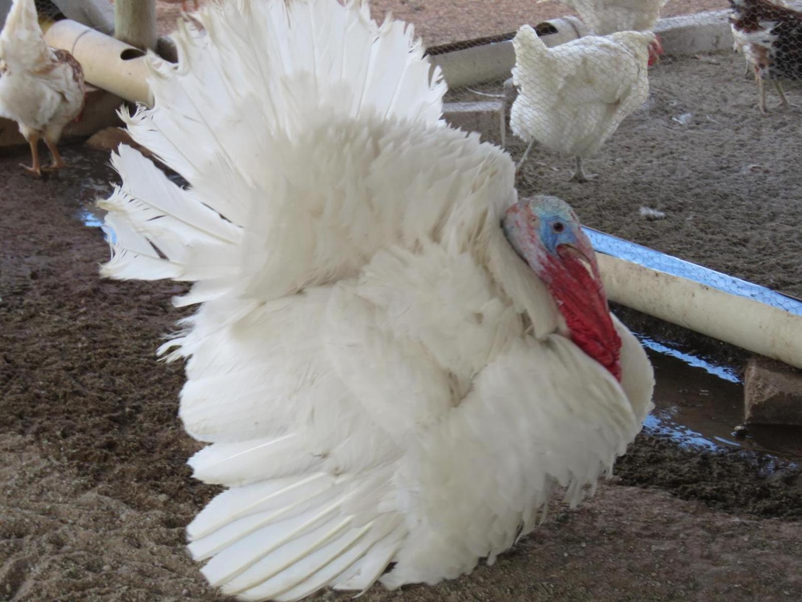 فندق Tropic Of Capricorn Guest Farm Rehoboth المظهر الخارجي الصورة
